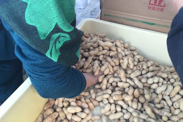 12/22催行決定【新宿発】光と音で体感する「東京ドイツ村」ウィンターイルミネーション!!南房総の絶景パワースポット&海の幸の彩り海鮮丼の昼食付き!!千葉の名産・落花生つかみ取り体験も満喫♪ 日帰りバスツアー3